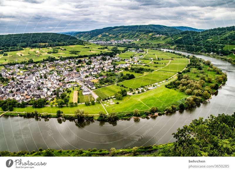 wein wandern Wege & Pfade Hunsrück Moseltal Weinbau Rheinland-Pfalz Mosel (Weinbaugebiet) Weinstock Weinberg Weintrauben Weinrebe Landschaft Berge u. Gebirge