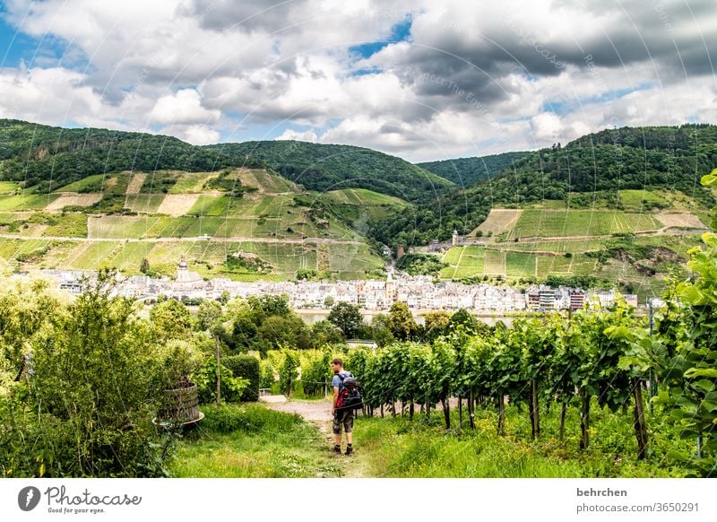 wein wandern Wege & Pfade Hunsrück Moseltal Weinbau Rheinland-Pfalz Mosel (Weinbaugebiet) Weinstock Weinberg Weintrauben Weinrebe Landschaft Berge u. Gebirge