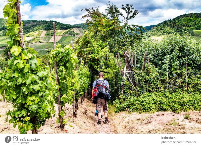 wein wandern Wege & Pfade Hunsrück Moseltal Weinbau Rheinland-Pfalz Mosel (Weinbaugebiet) Weinstock Weinberg Weintrauben Weinrebe Landschaft Berge u. Gebirge