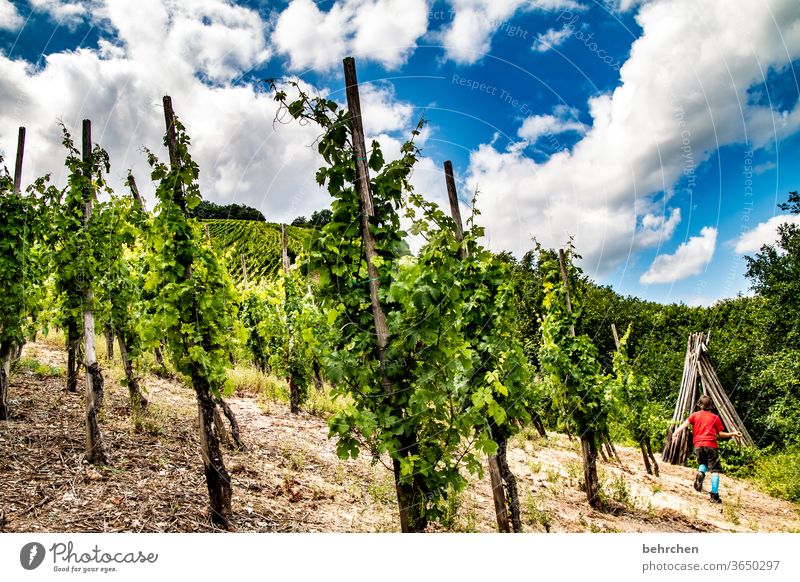 wein wandern Wege & Pfade Hunsrück Moseltal Weinbau Rheinland-Pfalz Mosel (Weinbaugebiet) Weinstock Weinberg Weintrauben Weinrebe Landschaft Berge u. Gebirge