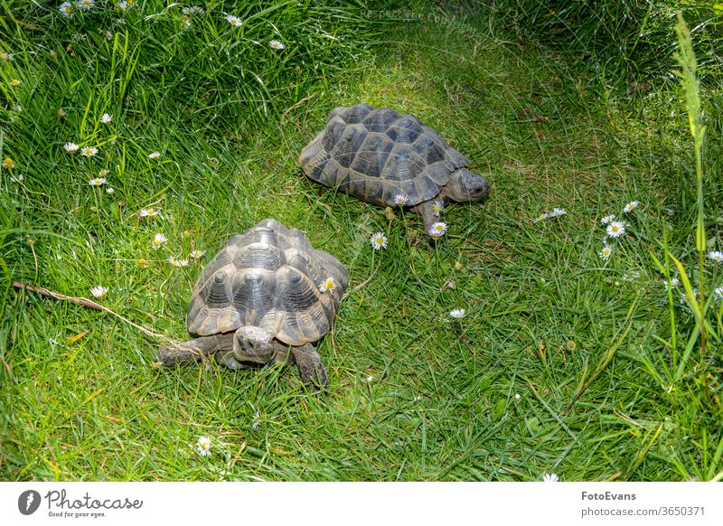 Zwei Schildkröten laufen auf grüner Wiese Gras Lebewesen Porträt Blumen Margeriten langsam Tag braun Arten Tier Landschildkröte zwei exotisch Natur außerhalb