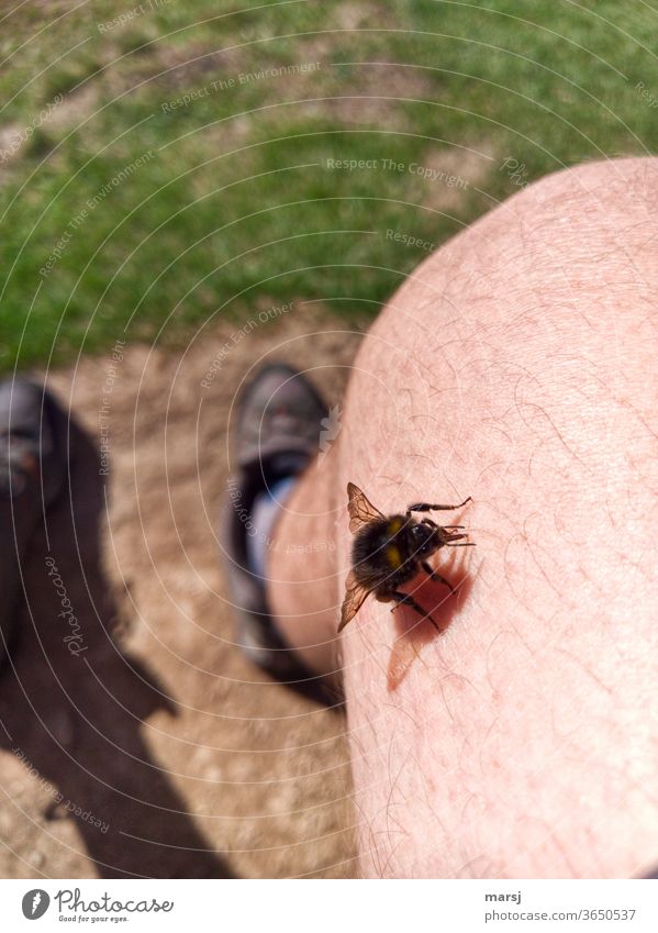 Insekt auf behaartem Knie. Stechen oder nicht stechen, das ist hier die Frage. Bein Haut Schwebfliege Tier Flügel Farbfoto Sommer