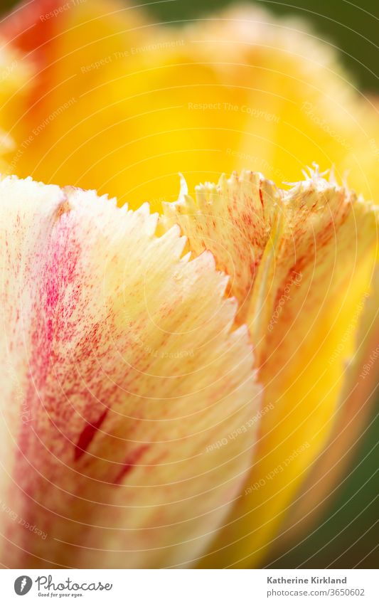 Pfirsich-Tulpenblatt Blume Natur gelb orange Blütenblatt Nahaufnahme Makro Frühling saisonbedingt Saison Garten Gartenarbeit Textfreiraum vertikal natürlich