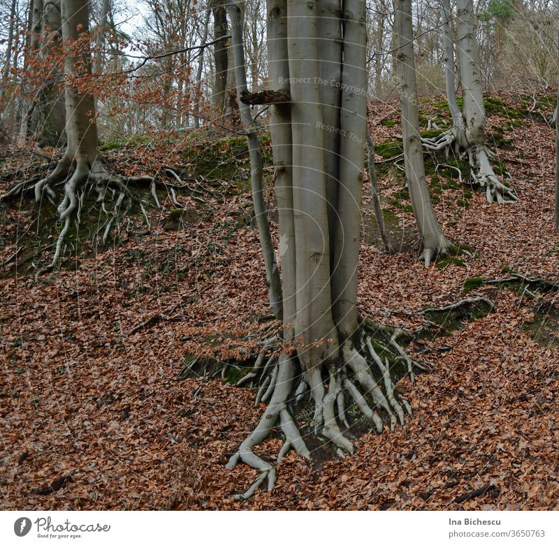 Mehrere hell graue Baumstämme haben ihre Wurzel draußen, zwischen den rötlichen Blätter auf dem grünen, von Moos bedecktem hügeligen Boden. Baumstamm Wald Ast