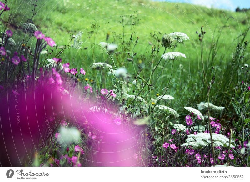 Rosa Lila Weisse Wiesenblumen Ein Lizenzfreies Stock Foto Von Photocase