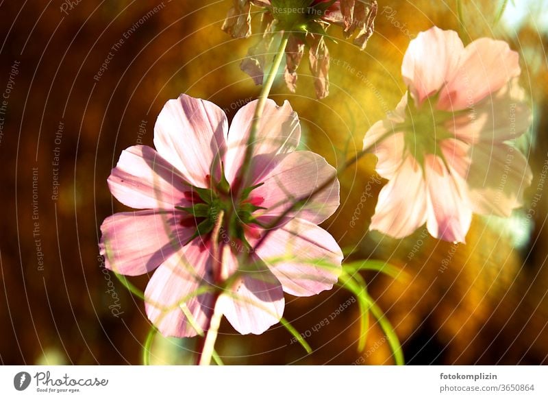 rosa Cosmea Blüten im goldenen Herbstlicht Spätsommer Blühend Blume Blumen Naturliebe Blütenblatt Gartenpflanzen Indian Summer Unschärfe Schwache Tiefenschärfe