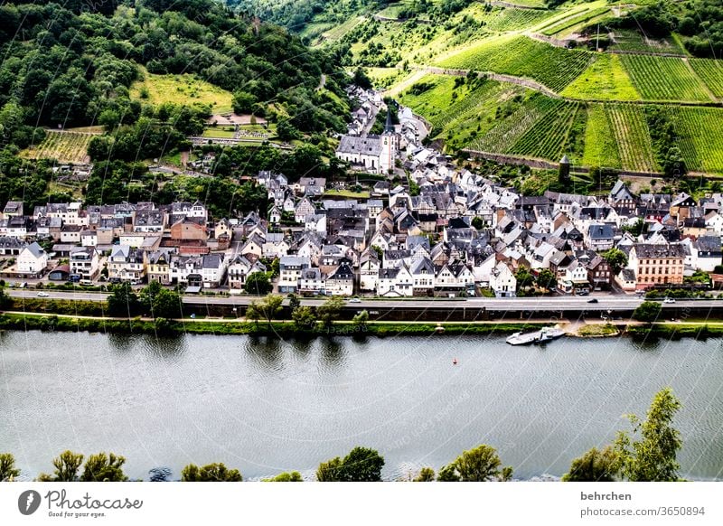 wein wandern Wege & Pfade Hunsrück Moseltal Weinbau Rheinland-Pfalz Mosel (Weinbaugebiet) Weinstock Weinberg Weintrauben Weinrebe Landschaft Berge u. Gebirge