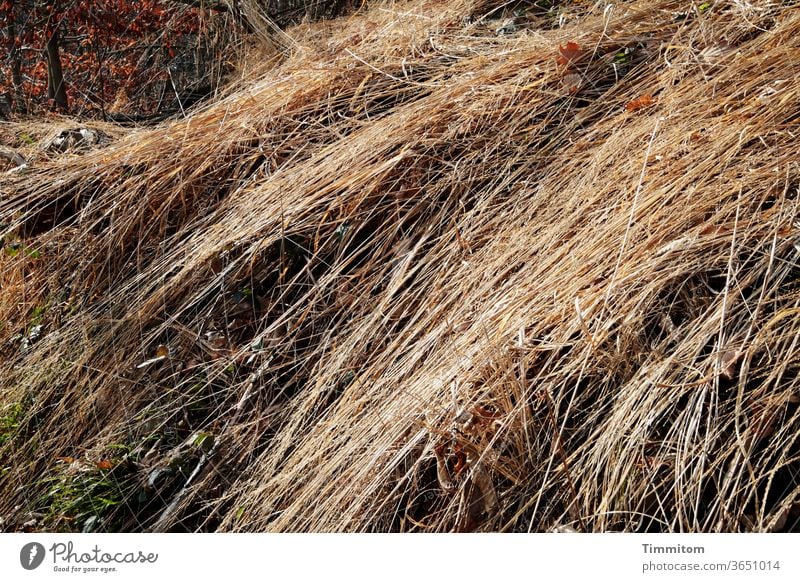 Gemähte Halme im Sonnenlicht Gras gemäht trocken Wärme Wiese Natur Sommer Umwelt Himmel Schönes Wetter Hintergrund Hecke