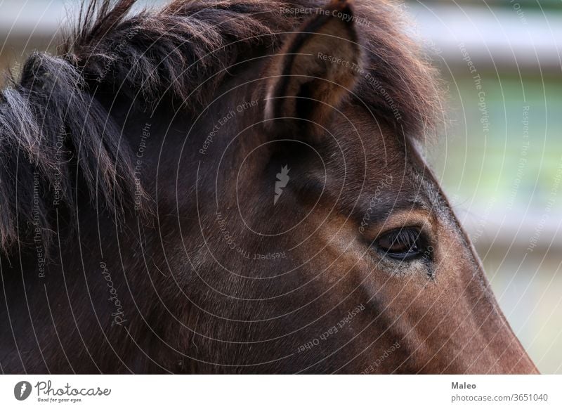 Nahaufnahme eines Pferdekopfes Kopf Tier Auge Bauernhof Porträt Säugetier Mähne braun Natur schwarz schließen Mund Reiterin Fell Nase Haustier schön Behaarung