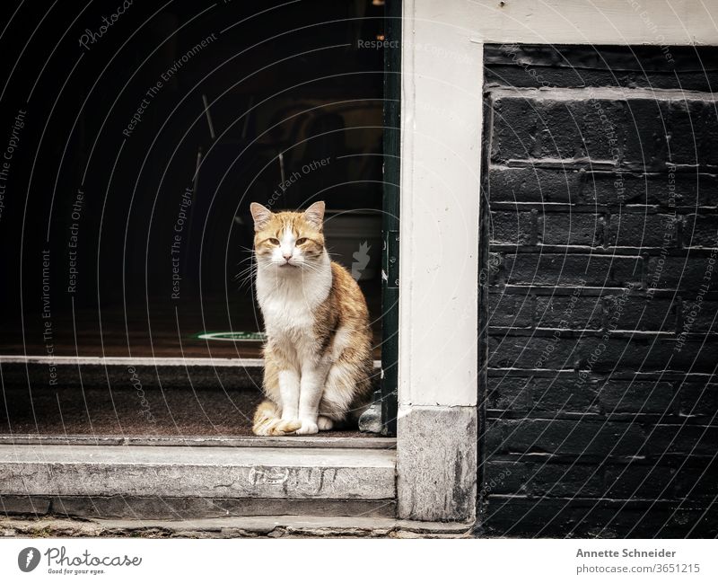Rote Katze sitzend in Türöffnung Straßenkatze rote Katze Außenaufnahme freilebend Herumtreiben Tierporträt beobachten Blick