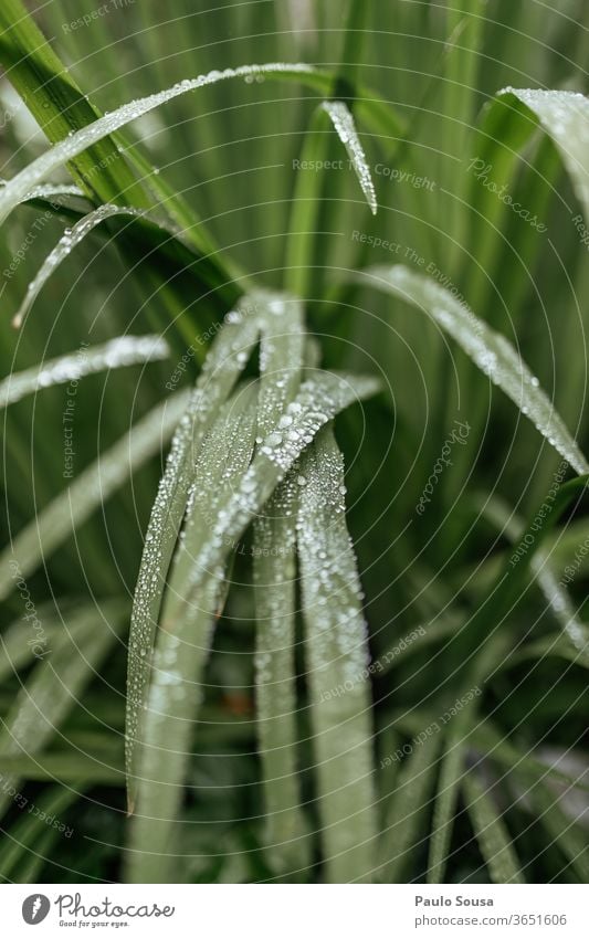 Blätter mit Wassertropfen verschliessen Pflanze Blatt grün Natur Regen Makroaufnahme Farbfoto Außenaufnahme Nahaufnahme nass Herbst Menschenleer Detailaufnahme