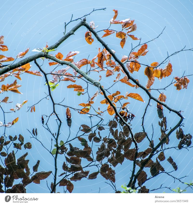 narzisstischer Buchenzweig See Herbst Blatt Zweig Herbstlaub blau braun Reflexion & Spiegelung Teich Seeufer orange hell natürlich leuchten Wasser rotbraun