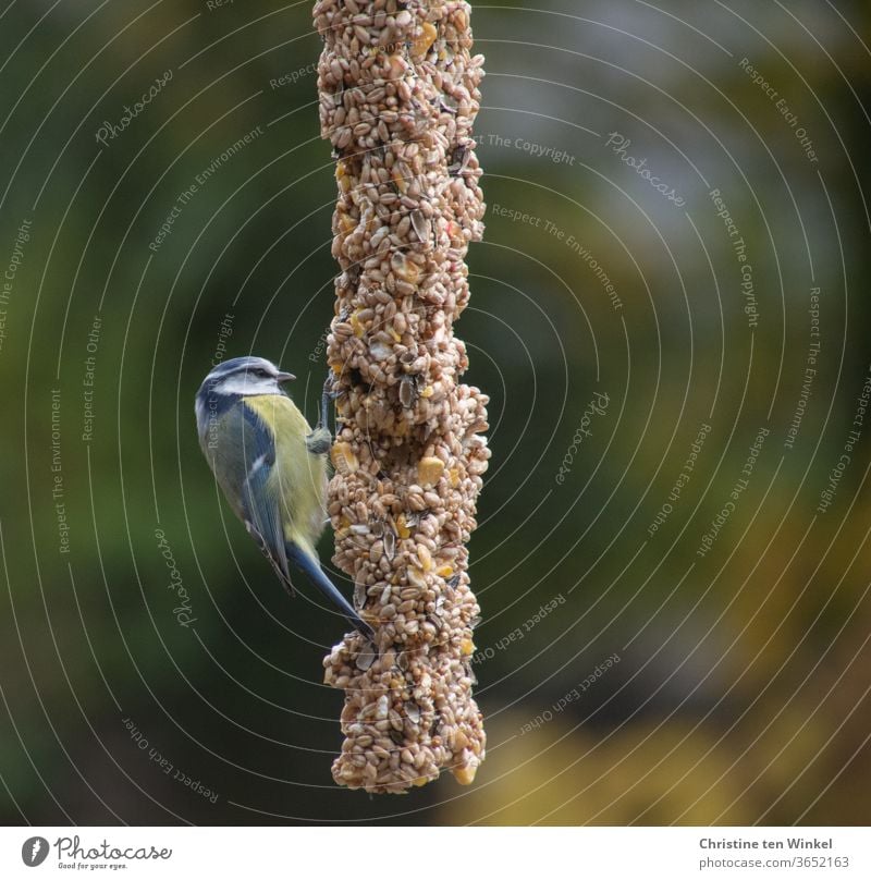 Die kleine Blaumeise (Cyanistes caeruleus) war hungrig und hocherfreut über die reiche Auswahl an Sämereien an der Futterstange Meise Singvogel Vogelfütterung