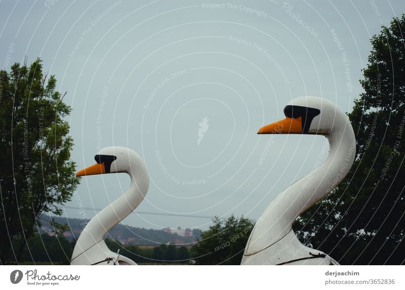 Zwei Holz- Schwäne warten auf Touristen . Mit Blick nach links. Tier Außenaufnahme Vogel Menschenleer Farbfoto Feder weiß Wasser Natur Schnabel schön elegant