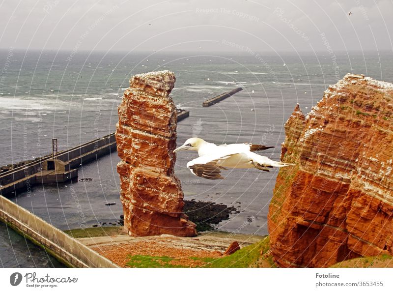 So frei! - oder ein Basstölpel schwebt an der Langen Anna auf Helgoland vorbei und sucht seine Geliebte. Vogel Natur Tier Farbfoto Außenaufnahme Tag Wildtier 1