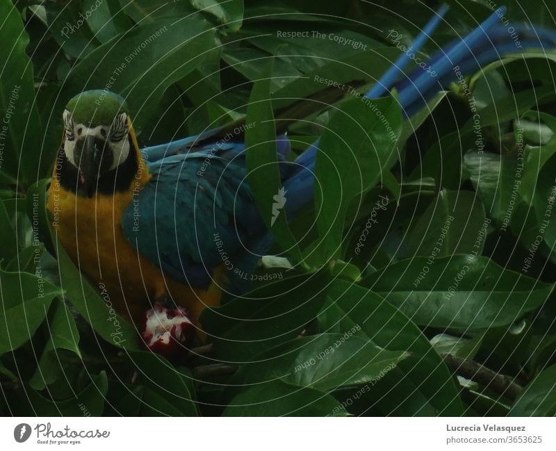 Blau-gelber Ara (Ara araurana) beim Fressen an einem Baum. Papageienvogel Vogel Tier Tierporträt exotisch Natur Schnabel