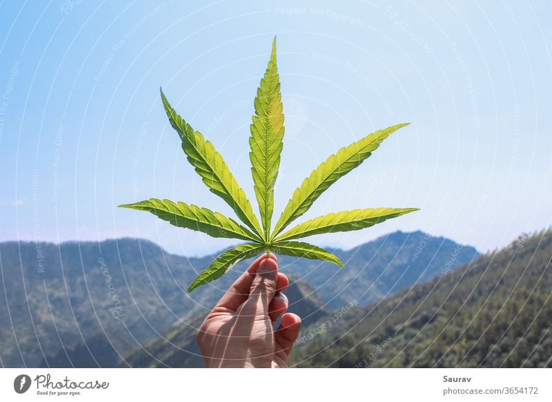 Menschliche Hand hält ein Cannabis-Blatt vor einer wunderschönen Aussicht auf die Berge. Cannabisblatt Medizin Marihuana Unkraut Sommer Medikament Hanf reisen