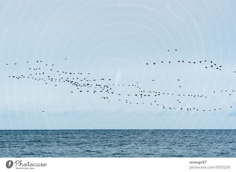 Vogelschwarm über der Ostsee Vögel Schwarm Himmel Blauer Himmel fliegen grenzenlos Horizont Meer Wasser Wellen Außenaufnahme Menschenleer Farbfoto Natur Tag