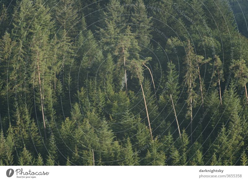 Misch Wald mit Kiefern und Fichten Forst Außenaufnahme Natur Farbfoto Baum Menschenleer Umwelt Klimawandel Pflanze Landschaft Forstwirtschaft Tag Landwirtschaft