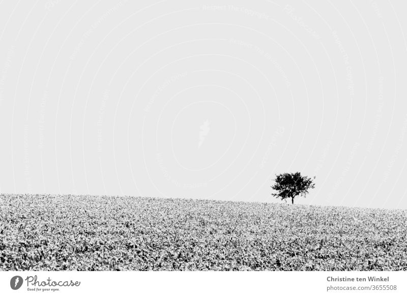 Ein einsamer Baum steht in der Ferne am hellen Horizont, davor erstreckt sich ein Feld. Schwarzweiß, minimalistisch einzelner Baum Schwarzweißfoto