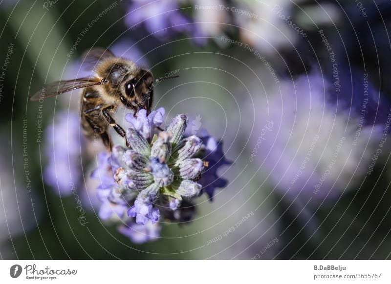 Der Lavendel ist wie ein Magnet für die unermüdlich sammelnden Bienen. Insekten Insektenschutz insektensterben Farbfoto Makroaufnahme Außenaufnahme Pflanze