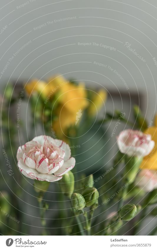 Blüte und Knospen ästhetisch Nahaufnahme Schwache Tiefenschärfe Unschärfe Sonnenlicht Textfreiraum oben Detailaufnahme Gedeckte Farben Farbfoto elegant Duft