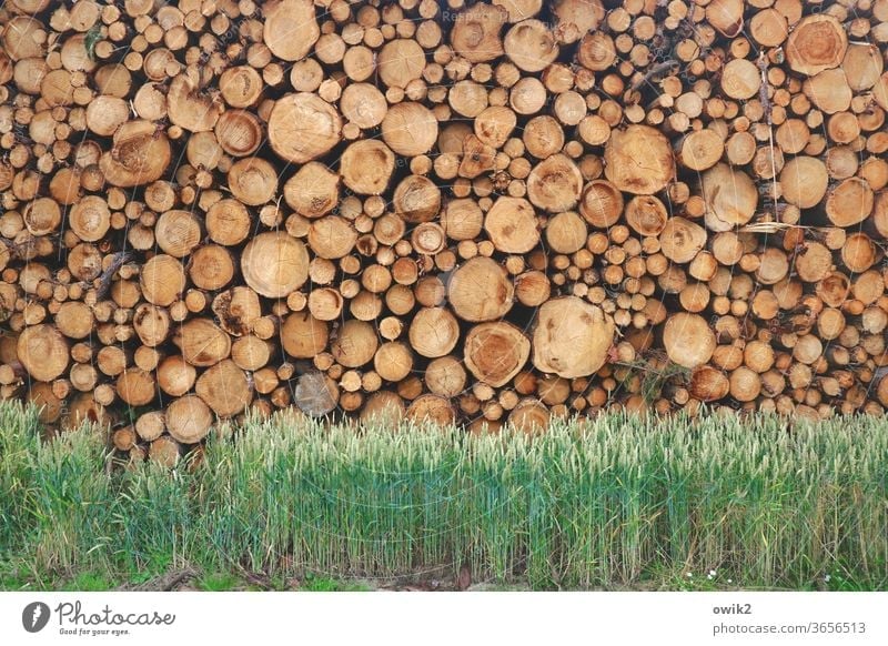 Ruhende Masse Baumstämme Holz viele gestapelt Stapel hoch schwer unterschiedlich Menschenleer Farbfoto Außenaufnahme Tag Detailaufnahme Natur Holzstapel Umwelt