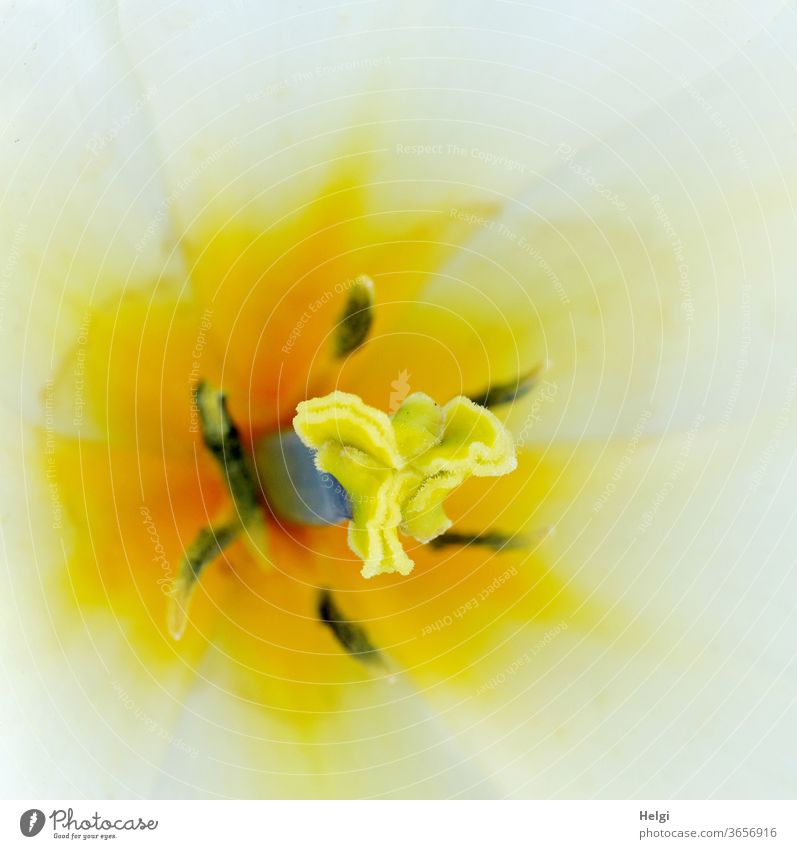 mitten drin - Makroaufnahme von Narbe und Pollen einer gelb-weißen Tulpenblüte Blume Blüte Griffel Fruchtknoten Staubbeutel Staubfaden Blütenstempel Staubgefäße