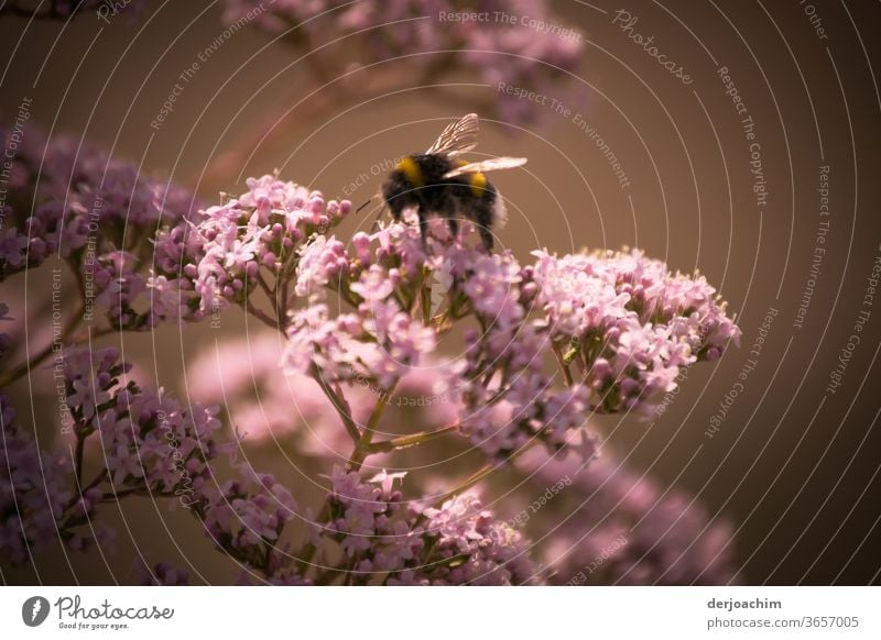 Fleißig auf der Pollen Suche. Eine Hummel sitzt auf einem rosa Blütenstrauch mit dunklem Hintergrund. Biene Insekt Pflanze Honig Tier Natur Nektar Nahaufnahme