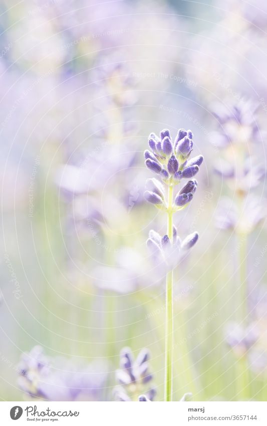Duftig-leichtes Lavendelbild in Pastelltönen Pflanze violett Blütenknospe Farbfoto Sommer Blume Natur Schwache Tiefenschärfe Blühend Stängel natürlich Garten