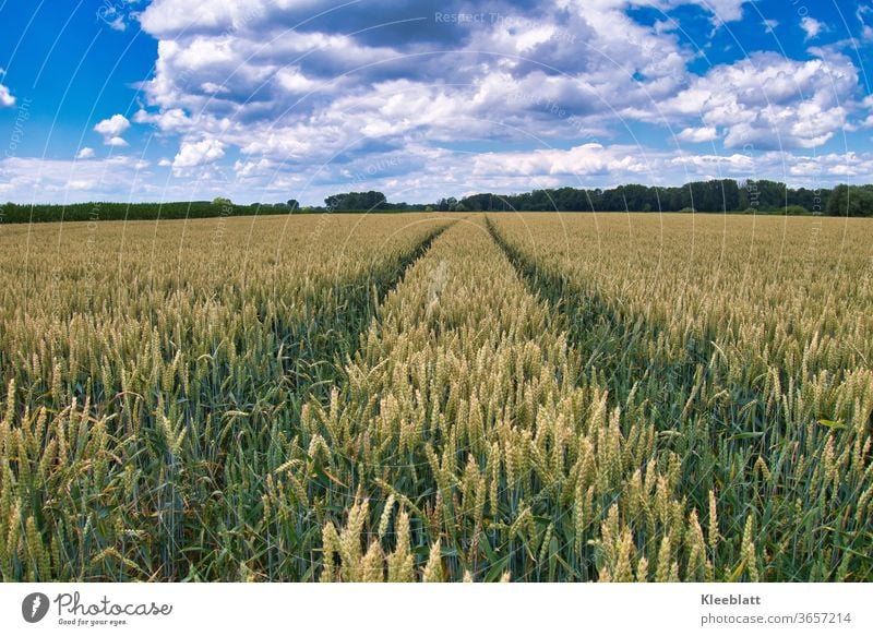Fahrspur in einem Kornfeld mit blau-weißem Himmel Weizenfeld Landwirtschaft Biologische Landwirtschaft Außenaufnahme Feld Menschenleer Getreide Sommer Natur