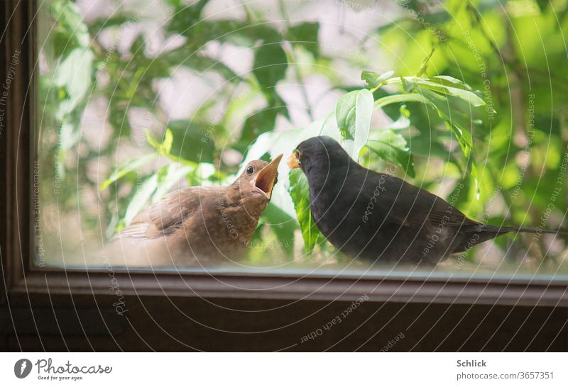 Alleinerziehendes Amselmännchen füttert Jungvogel vor dem Fenster füttern männlich alleinerziehend Schnabel offen grün Pflanze aufsperren fordern Vögel Tiere