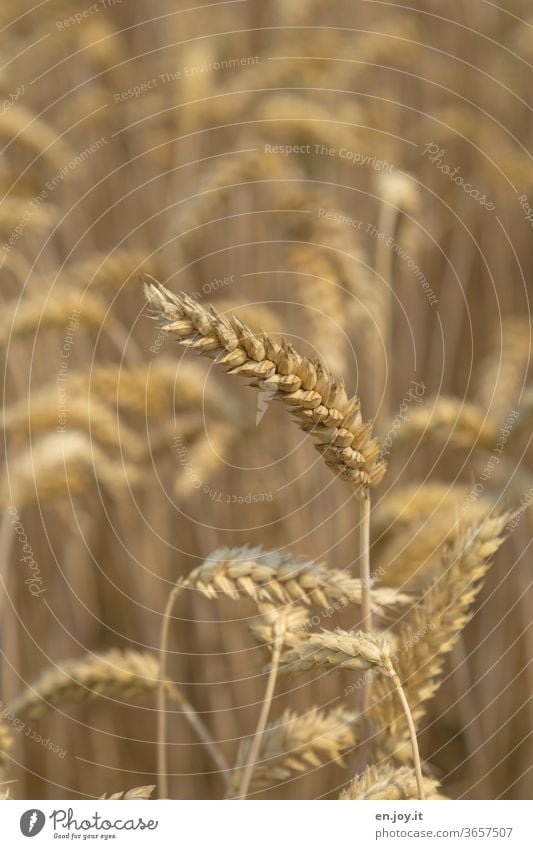 Weizenähre im Weizenfeld Ähre Getreide Getreidefeld Feld Landwirtschaft Nutzpflanze Ähren Kornfeld Ackerbau Wachstum Ernährung ökologisch Lebensmittel Ernte