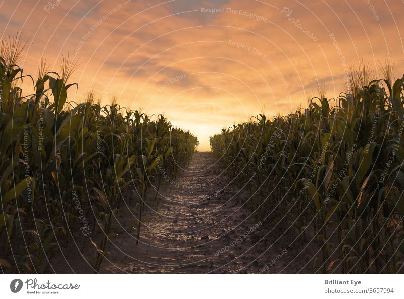 Weg zwischen zwei Maisfeldern in der Abendsonne 3d landwirtschaftlich Ackerbau Hintergründe Müsli Ernte kultiviert Umwelt Bauernhof füttern Feld Laubwerk