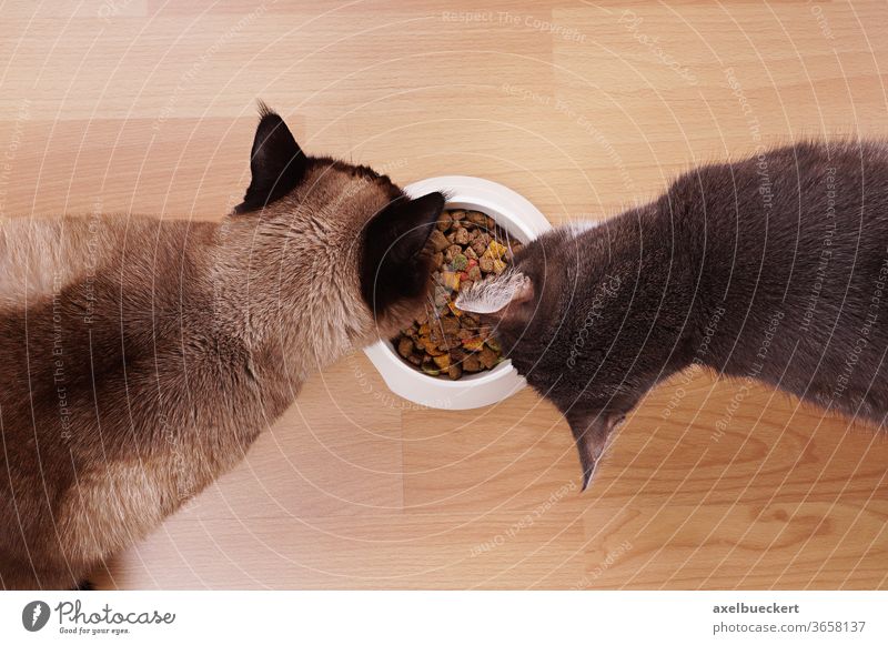 Zwei Katzen teilen sich Katzenfutter und Fressnapf Trockenfutter Fressen Futternapf Napf Haustier Hauskatze Tier Schalen & Schüsseln Lebensmittel Essen hungrig