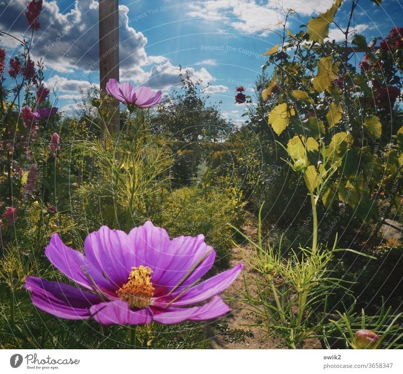 Musterblume Cosmea Blumen Blüten blühend Sommer Menschenleer leuchtende Farben Außenaufnahme Blühend Schwache Tiefenschärfe Pflanze Natur Nahaufnahme