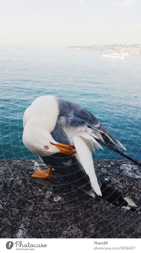 Seevogel Möwenlarus sitzt auf Stein und reinigt seine Flügel, vor hoher Seeansicht, blaues Wasser Tier Vogel MEER Hintergrund Nahaufnahme weiß vereinzelt