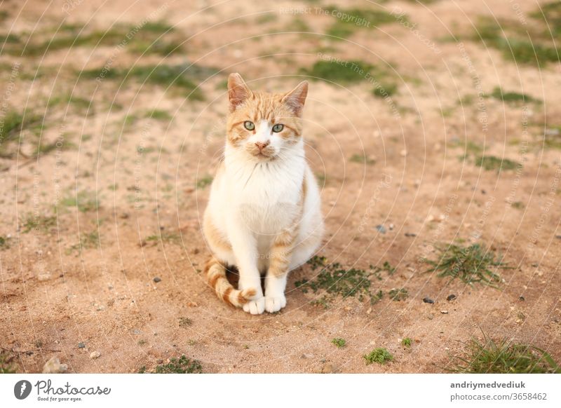 Portrait einer niedlichen rot-weißen Katze im Freien, die am Frühlingstag in die Kamera schaut. selektiver Fokus. Kopierraum. Haustier Natur Gras Tier jung Sand