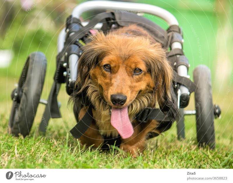 Behinderter Dackel im Rollstuhl, der im Freien läuft Hund Wursthund niedlich langhaarig Fell pelzig deaktiviert gelähmt Natur Glück Haustier Tier Behinderung
