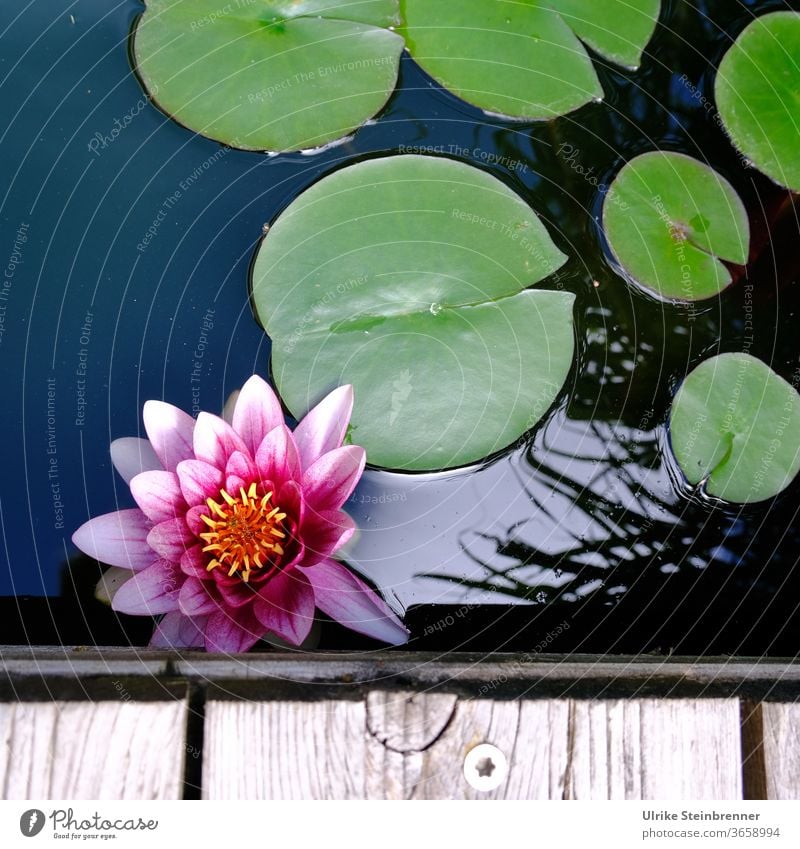 Schönheit einer Seerose am Rand des Wasserbeckens Rosa Blume Pflanze Nymphaea Wasserpflanze Blatt Seerosenblätter Gartenteich Teich Holzrand aufblühen Natur