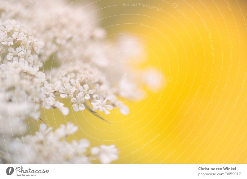 Nahaufnahme der Blüte einer Wilden Möhre vor leuchtend gelbem Hintergrund. Schwache Tiefenschärfe Wilde Möhre Blüten Blütendolde Doldenblütler weiß