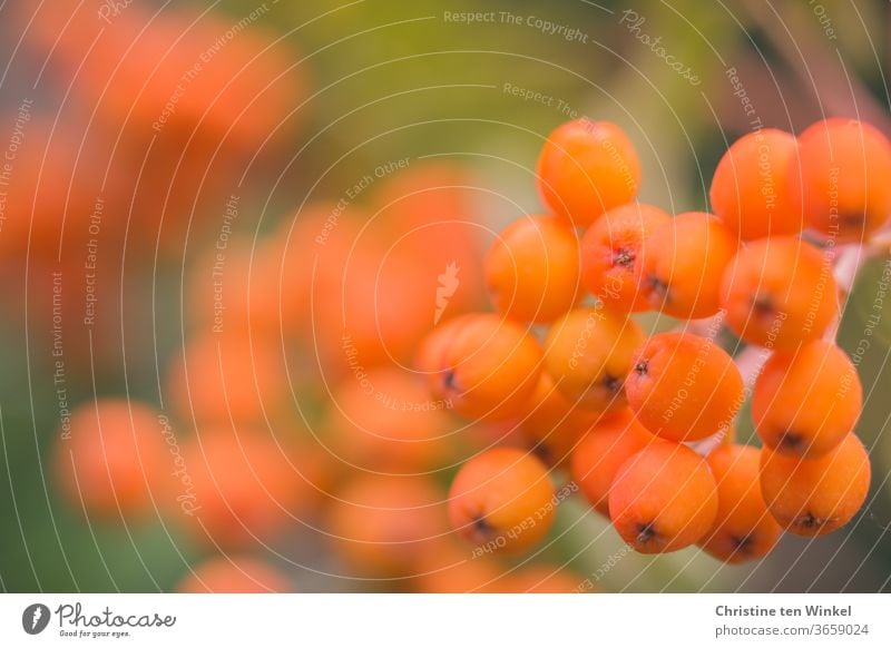 Orangefarbene Beeren der Eberesche. Nahaufnahme mit schwacher Tiefenschärfe Vogelbeeren orange Vogelbeerbaum Sommer Natur Naturliebe Frucht Herbst Baum Früchte