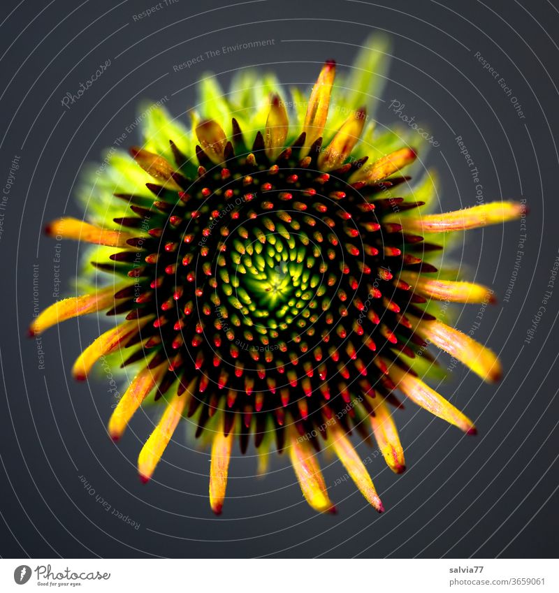 Symmetrie | Blütenknospe Roter Sonnenhut Echinacea Purpurea Blume Natur Pflanze Sommer Botanik Makroaufnahme Schwache Tiefenschärfe Garten Farbfoto