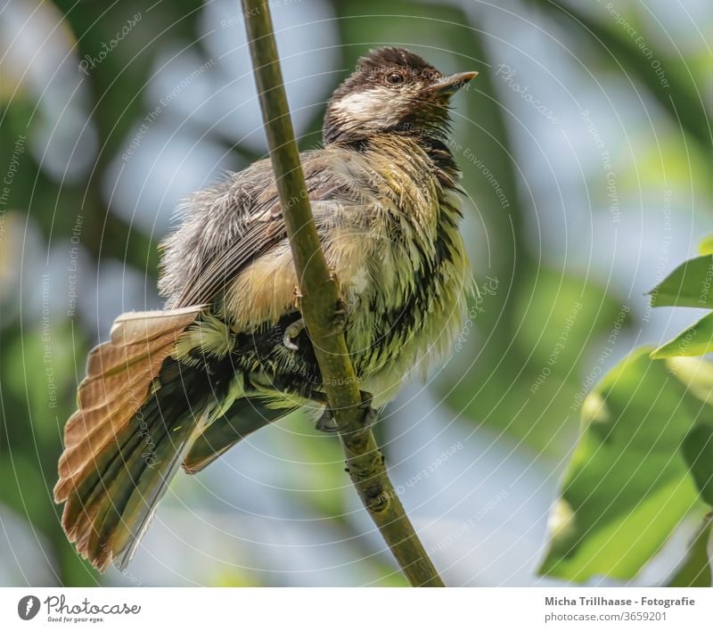 Junge Kohlmeise reckt und streckt sich Parus major Meisen Tierjunges Küken Tiergesicht klein Schnabel Auge Flügel Feder Ästling Vogel Wildtier Zweige u. Äste