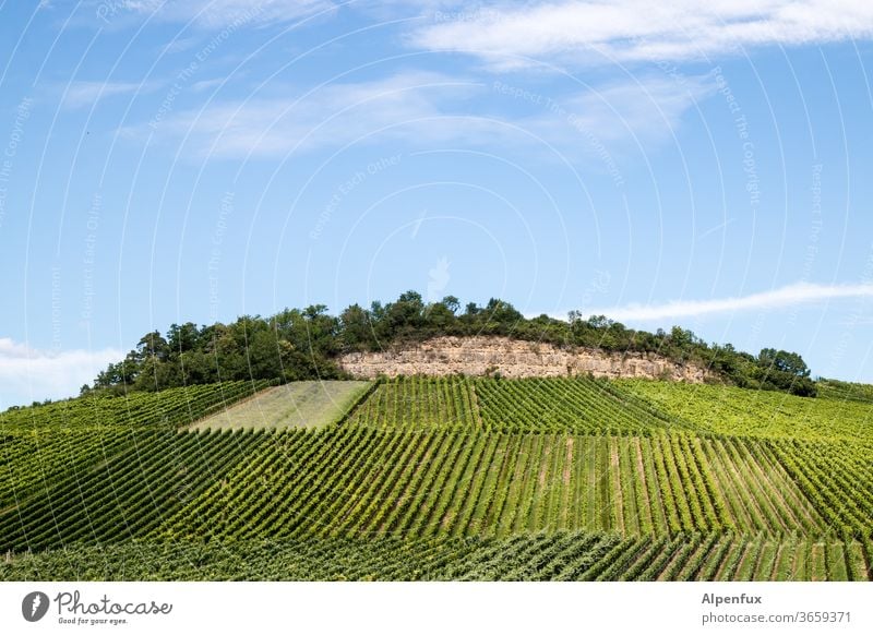 Berg der Erkenntnis Weinberg Weinbau Außenaufnahme Sommer Nutzpflanze Weintrauben Menschenleer Weinlese Trauben Weingut Farbfoto Tag Hügel grün Landschaft