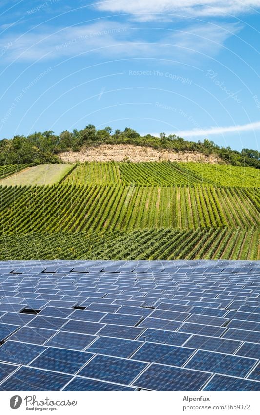 in vino elektricitas Weinberg Photovoltaik Solarzelle Weintrauben Menschenleer Weinbau Nutzpflanze Weingut Natur Alternative Energie grüne energie Solarzellen