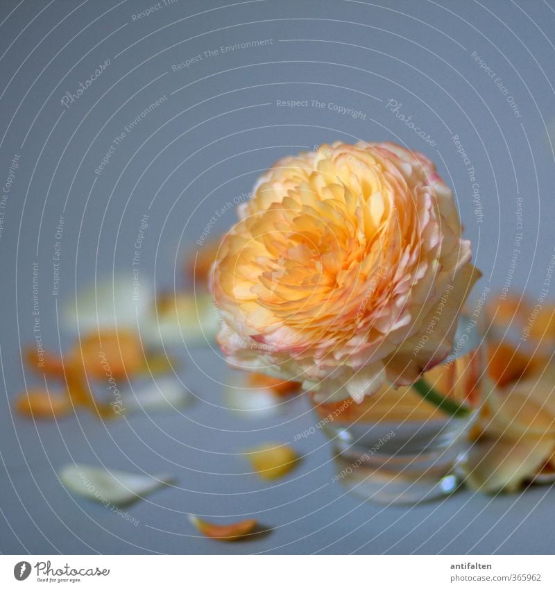 Vergänglichkeit Pflanze Sommer Blume Rose Blatt Blüte Dekoration & Verzierung Vase Glas Schnapsglas Blühend Duft positiv schön grau orange Liebe Romantik