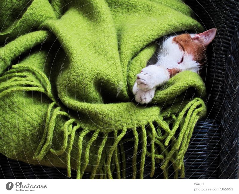kuscheln Tier Haustier Katze 1 schlafen träumen Kitsch niedlich Wärme grün Vertrauen Sicherheit Schutz Müdigkeit Fürsorge Wolldecke Hauskatze Korbsessel Pfote