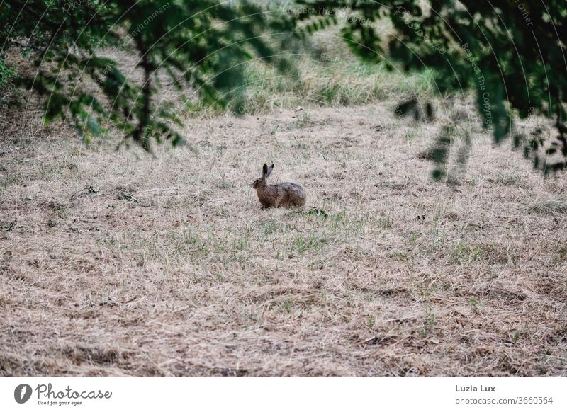 Ein einsamer Feldhase kurz vor der Flucht, zwischen grün und Dürre in sanftem Abendlicht Hase Ohren lange Ohren auf dem Sprung Tier Außenaufnahme
