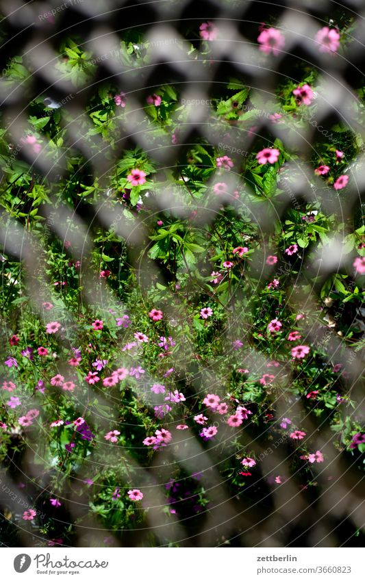 Blumen mit Waffelmuster abend blitzlicht blume blühen blüte dunkel durchsicht erholung ferien garten kleingarten kleingartenkolonie menschenleer natur pflanze